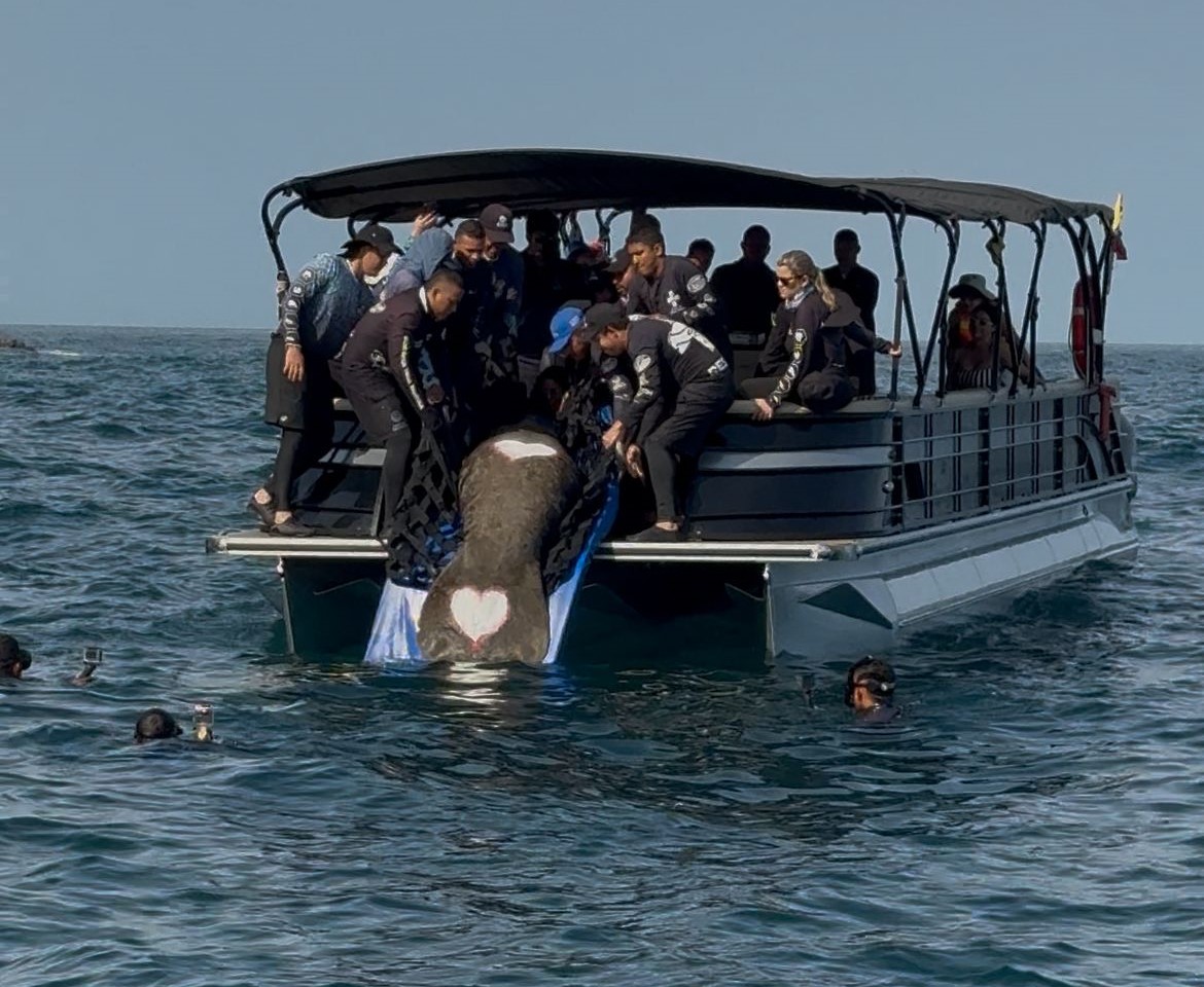 Manatì "Ciruelito regresò al mar luego de màs de un año de rehabilitaciòn en el Centro de Rescate de Fauna Marina