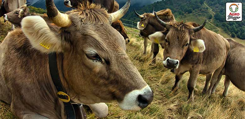 La tragedia del precio de la leche