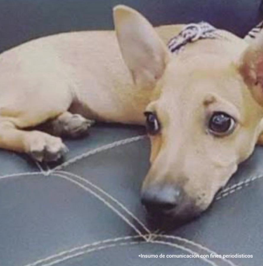 Condenan a responsables de brutales casos de maltrato animal en Magdalena y Santander