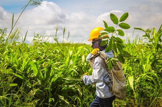 Drummond socializará los resultados del año 2025 de su Plan de Manejo Ambiental