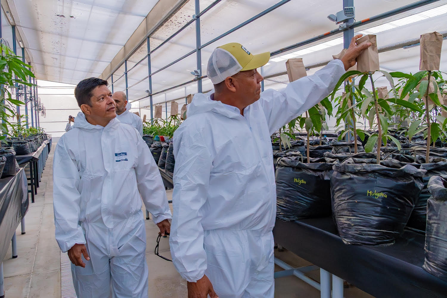 Inauguran en UNIMAGDALENA el primer Invernadero de Bioseguridad Tipo II en el Caribe colombiano