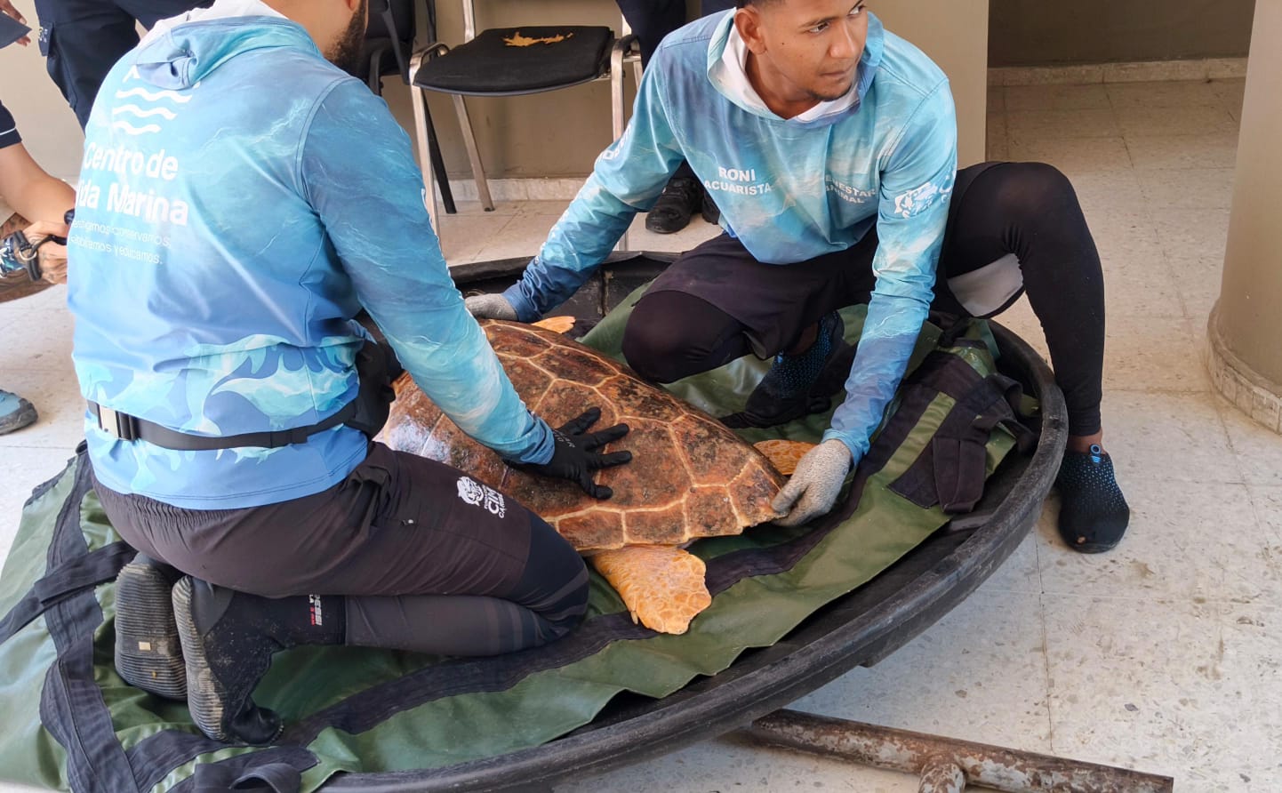 Tortuga caguama fue rescatada en Ciénaga y devuelta al mar en plena temporada de anidación