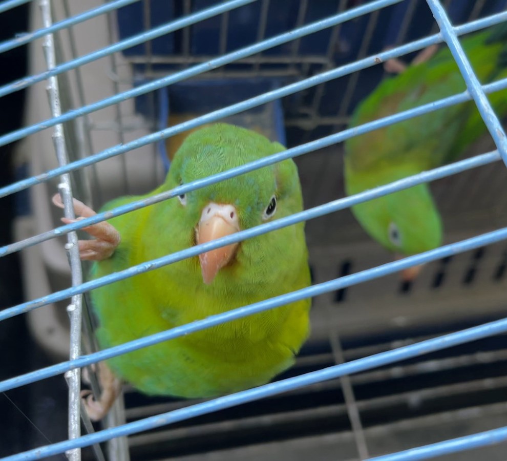 Corpamag reintegra mas de 90 ejemplares de fauna silvestre a su hàbitat natural en el departamento del Magdalena