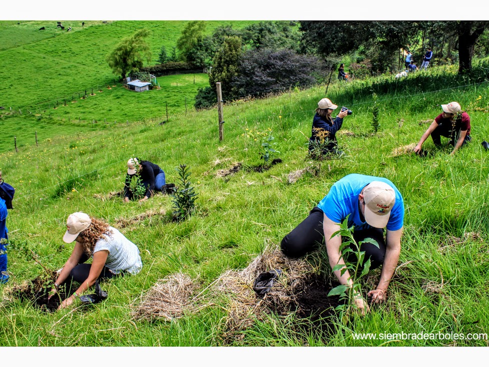 Empresas deberán sembrar dos árboles por cada empleado según nueva norma ambiental