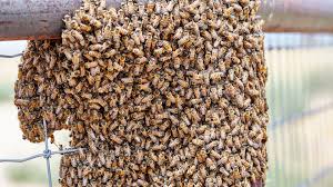 Niña fue atacada por un enjambre de abejas en Ciénaga y permanece delicada de salud