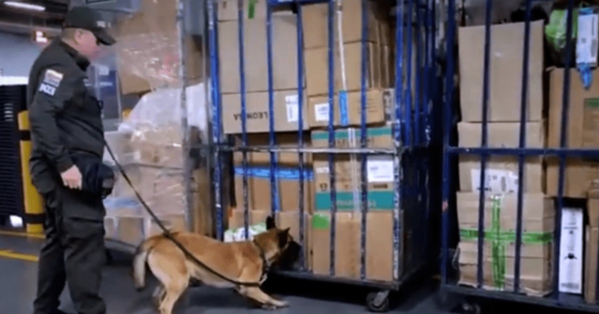 Kira es la canina de la Policía Antinarcóticos que descubrió los 100 kilos de Marihuana que como encomienda enviaban a Santa Marta