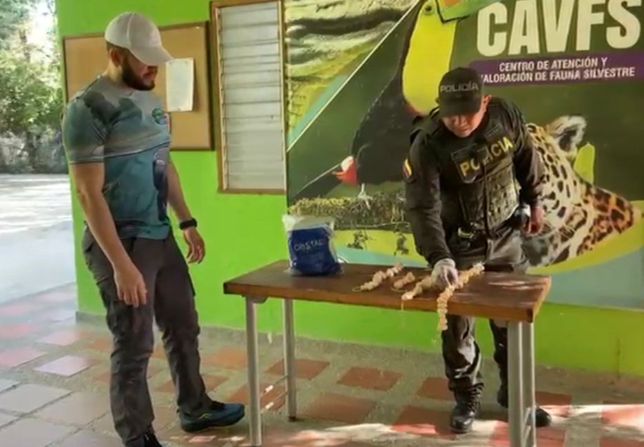 122 huevos de iguana fueron decomisados por la Policìa en Puebloviejo y entregados al Centro de Fauna de CORPAMAG.