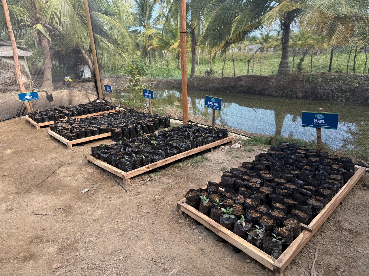 CORPAMAG impulsa proyecto productivo y de restauración en el Caño Clarín Nuevo, Ciénaga Grande de Santa Marta