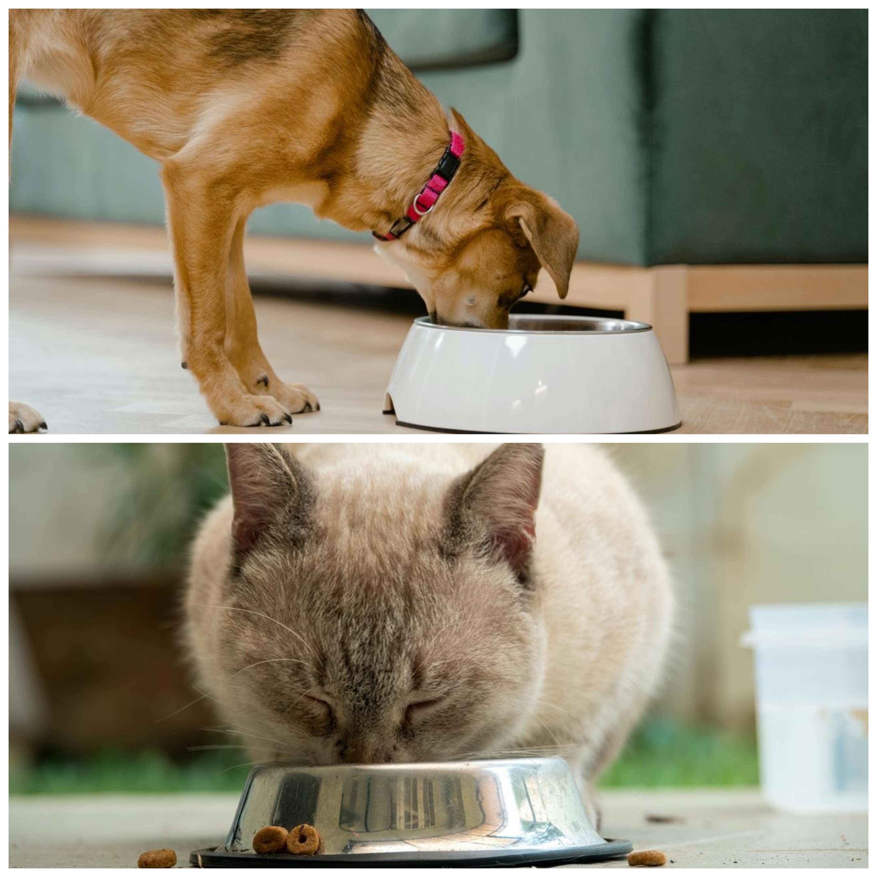 Cuatro pilares de una rutina saludable para mascotas