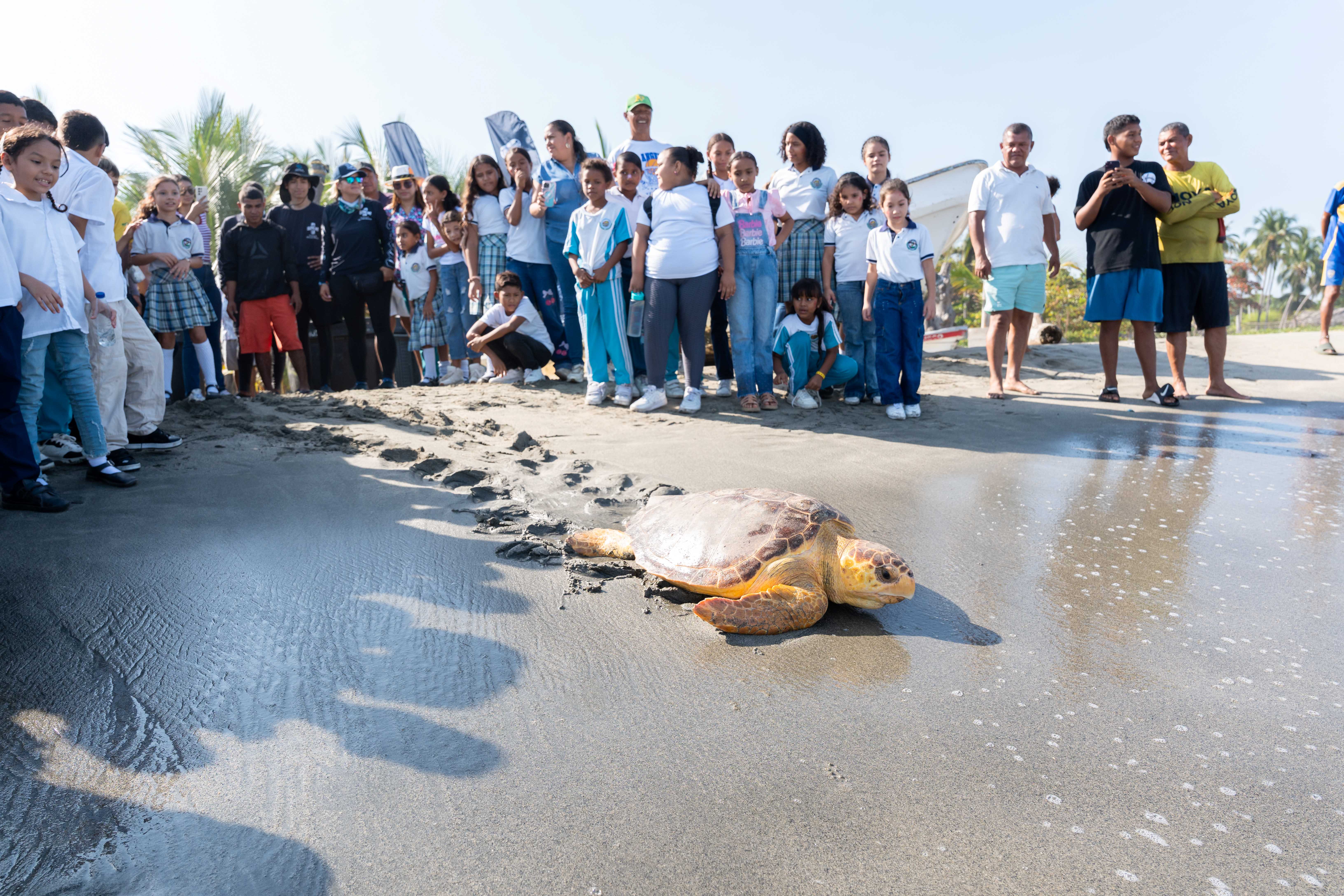 CORPAMAG y Fundaciòn CIM Caribe liberan 41 tortugas caguamas