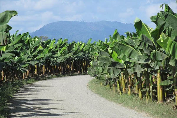Anoche a tiros asesinaron a un trabajador de finca en Guacamayal, Zona Bananera