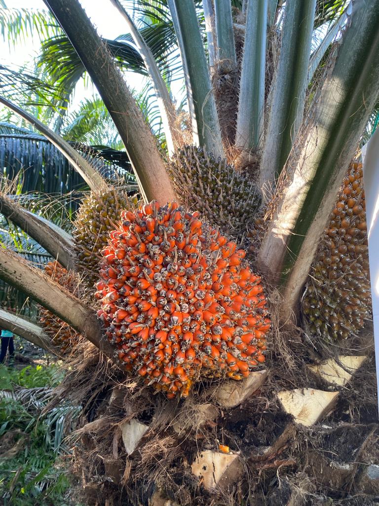 Colombia alcanzó en 2025 una producción histórica de 1,9 millones de toneladas de aceite de palma